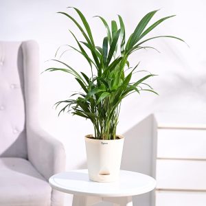 Ugaoo Areca Palm Air Purifier Natural Live Plant